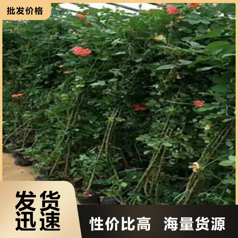 花海景观耐寒耐旱草花基地全新升级品质保障