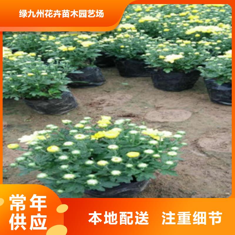 花海景观五一国庆草花批发厂诚信经营