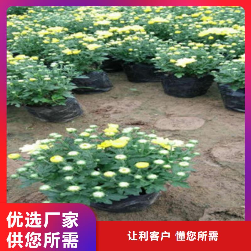 花海景观耐寒耐旱草花基地重信誉厂家