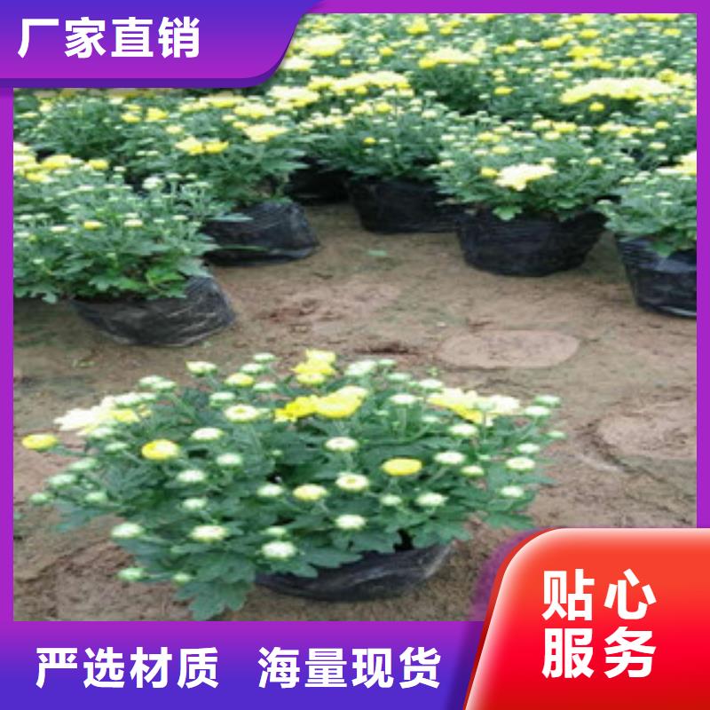 花海景观鲁冰花/粉黛乱子草现货充裕