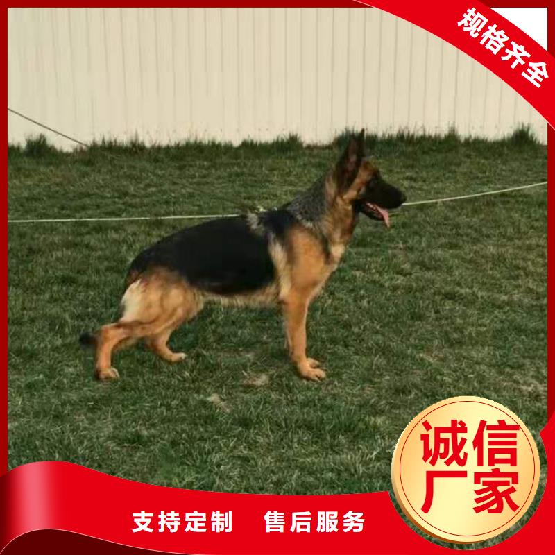 德国牧羊犬杜高犬品种全