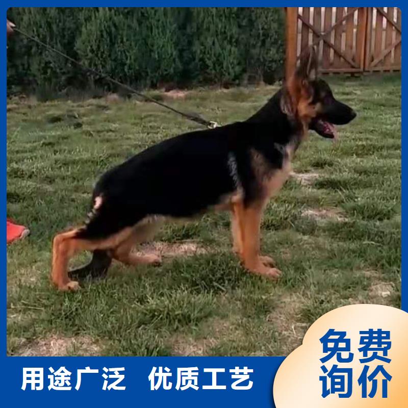 德国牧羊犬_德牧犬性价比高