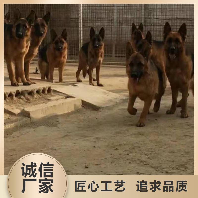 德国牧羊犬_德牧犬性价比高