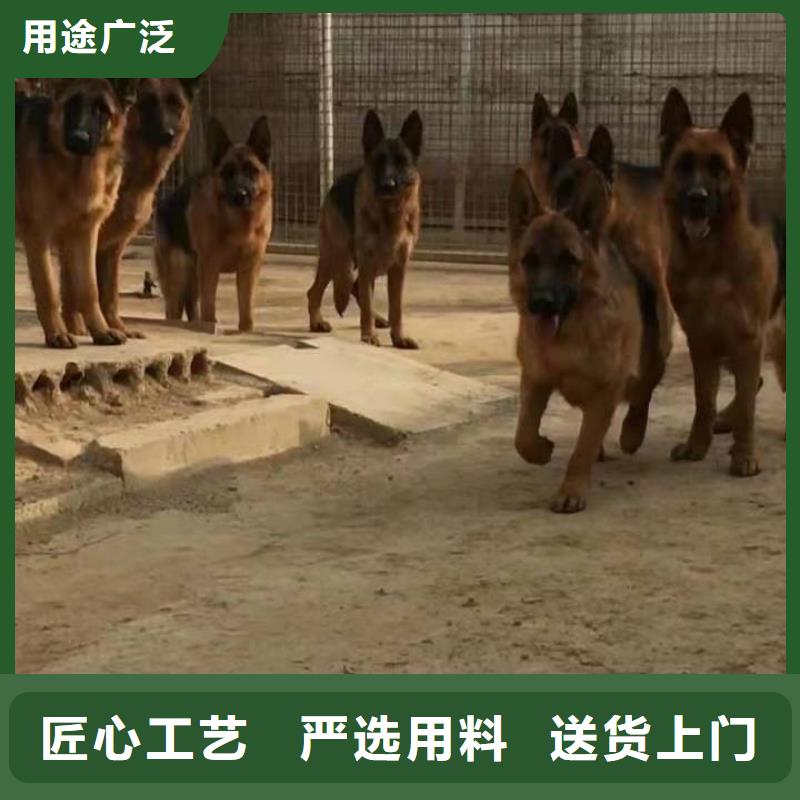 德国牧羊犬_【马犬】实拍展现