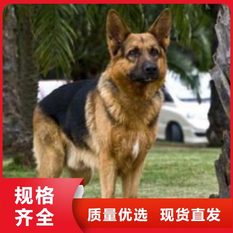 德国牧羊犬马犬厂家直销