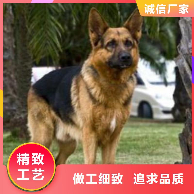 德国牧羊犬,杜宾犬按需设计