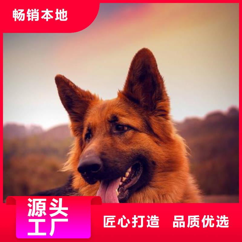 德国牧羊犬_【马犬】实拍展现