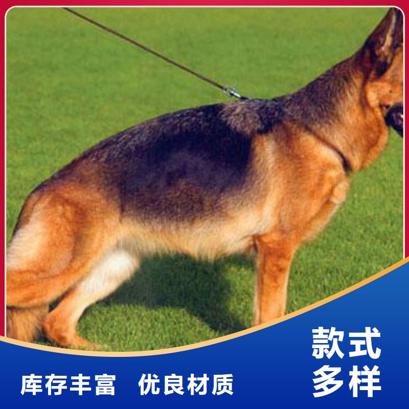 德国牧羊犬杜高犬支持加工定制