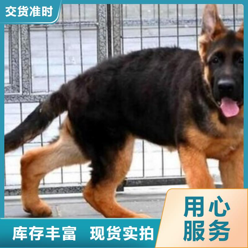 德国牧羊犬杜高犬品种全
