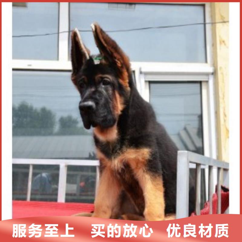 德国牧羊犬,杜宾犬按需设计