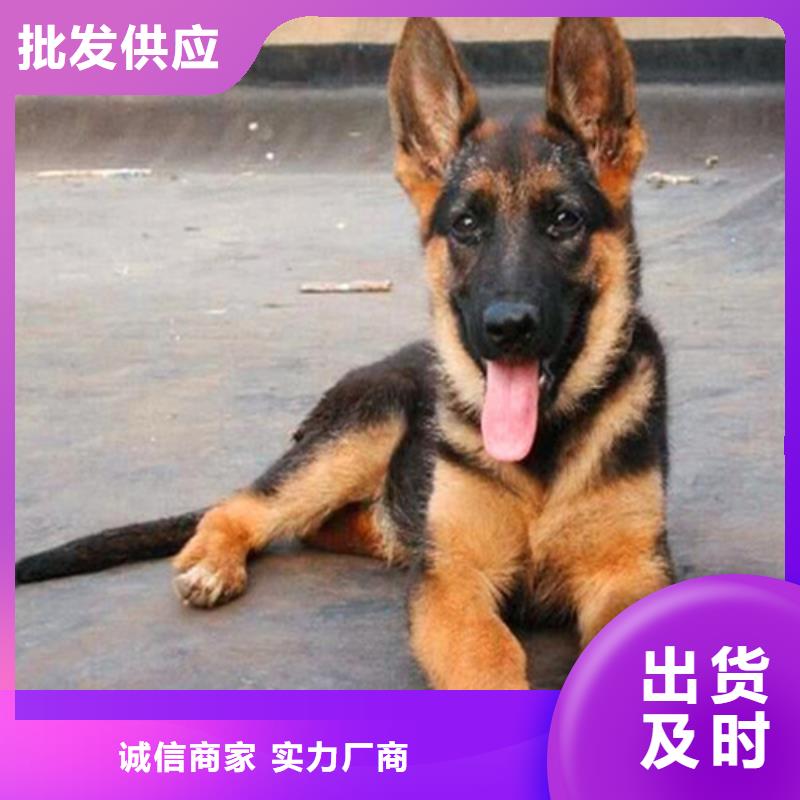 德国牧羊犬_德牧犬性价比高