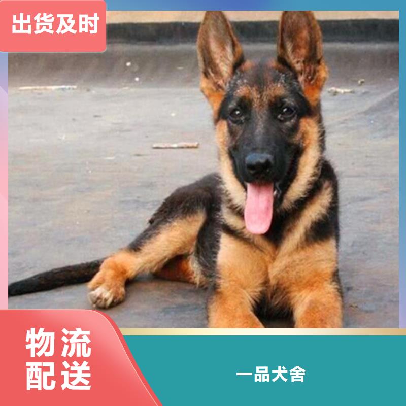 德国牧羊犬马犬厂家直销