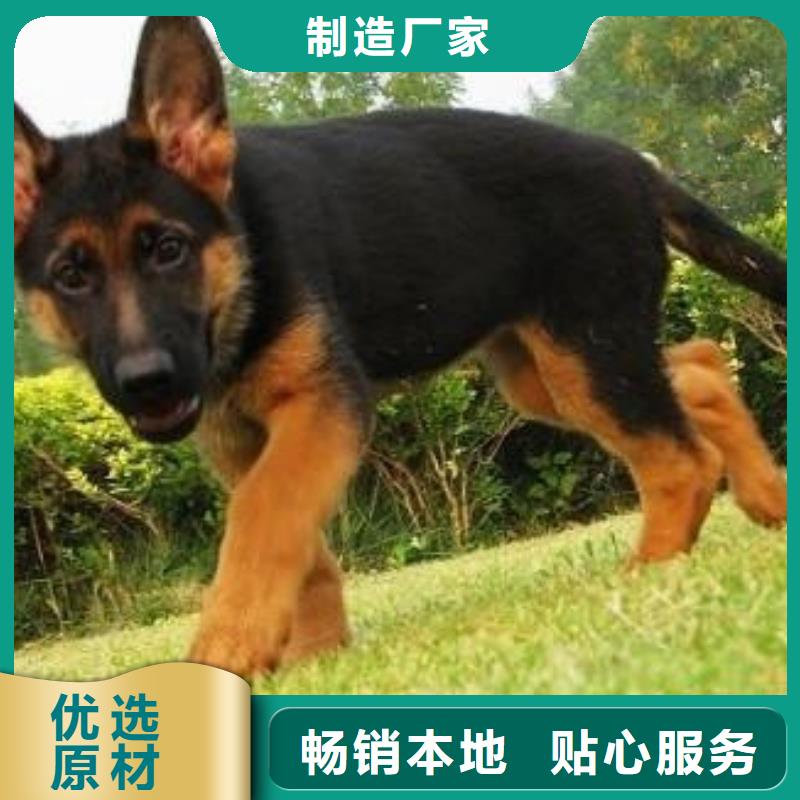 德国牧羊犬马犬厂家直销