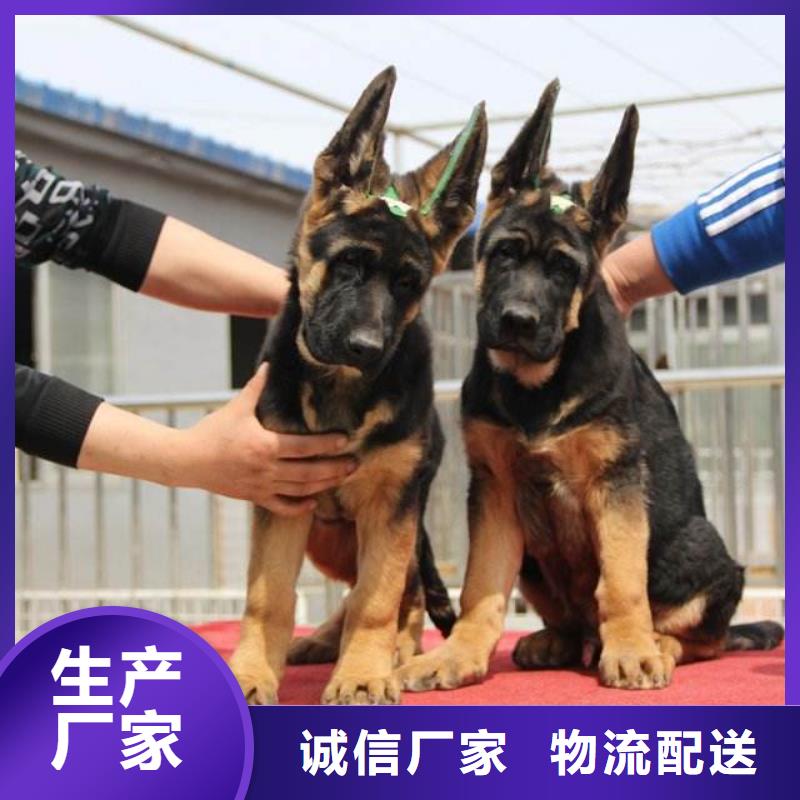 德国牧羊犬马犬厂家直销