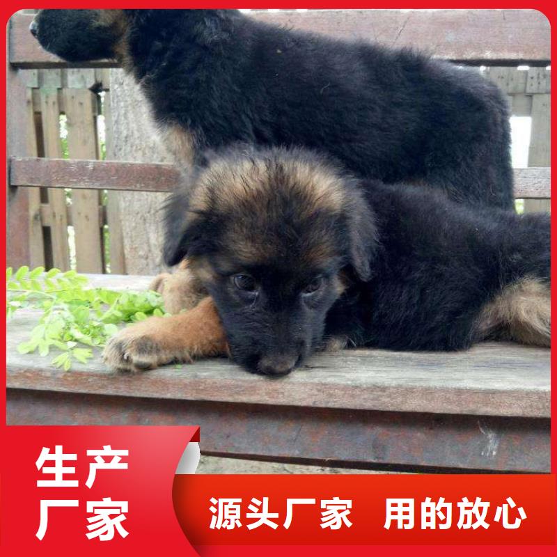 德国牧羊犬,杜宾犬按需设计