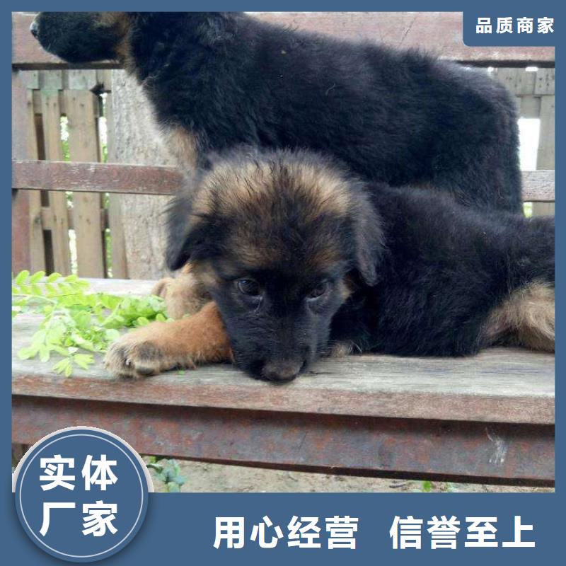 德国牧羊犬,杜宾犬按需设计