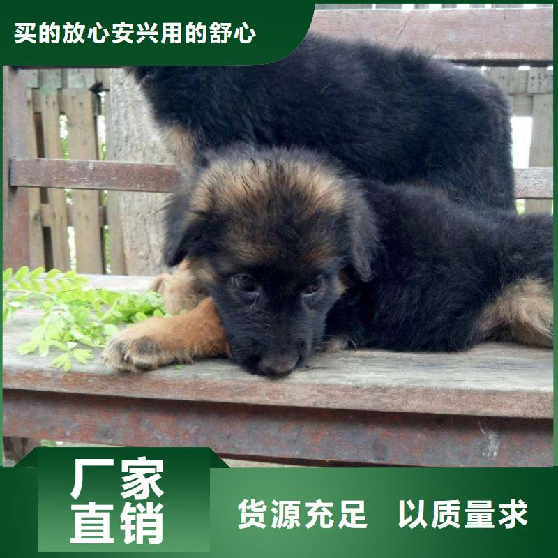 德国牧羊犬_德牧犬性价比高