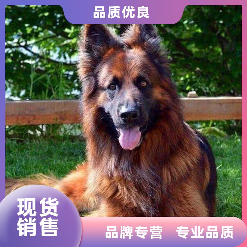 德国牧羊犬_德牧犬性价比高