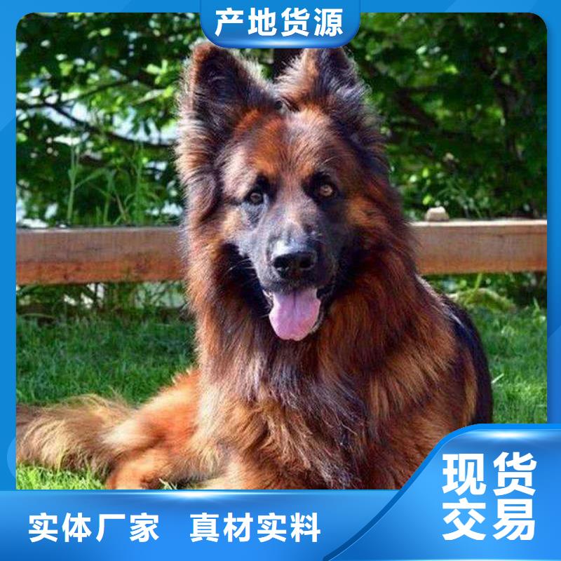 德国牧羊犬,杜宾犬按需设计