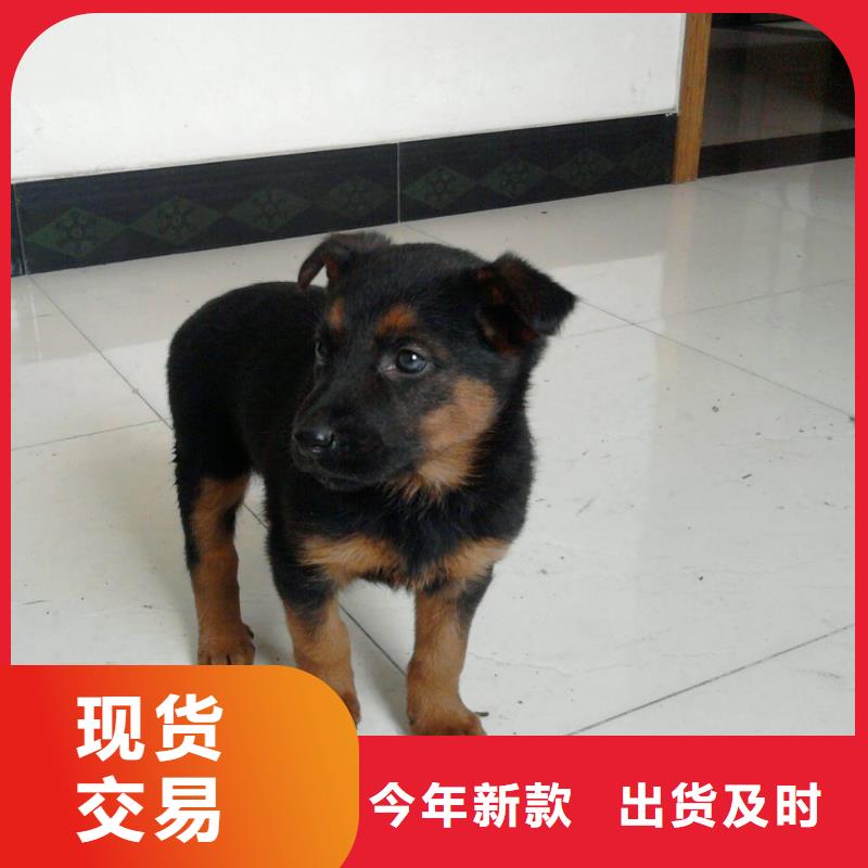 德国牧羊犬,杜宾犬按需设计