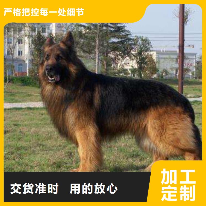 德国牧羊犬,杜宾犬按需设计