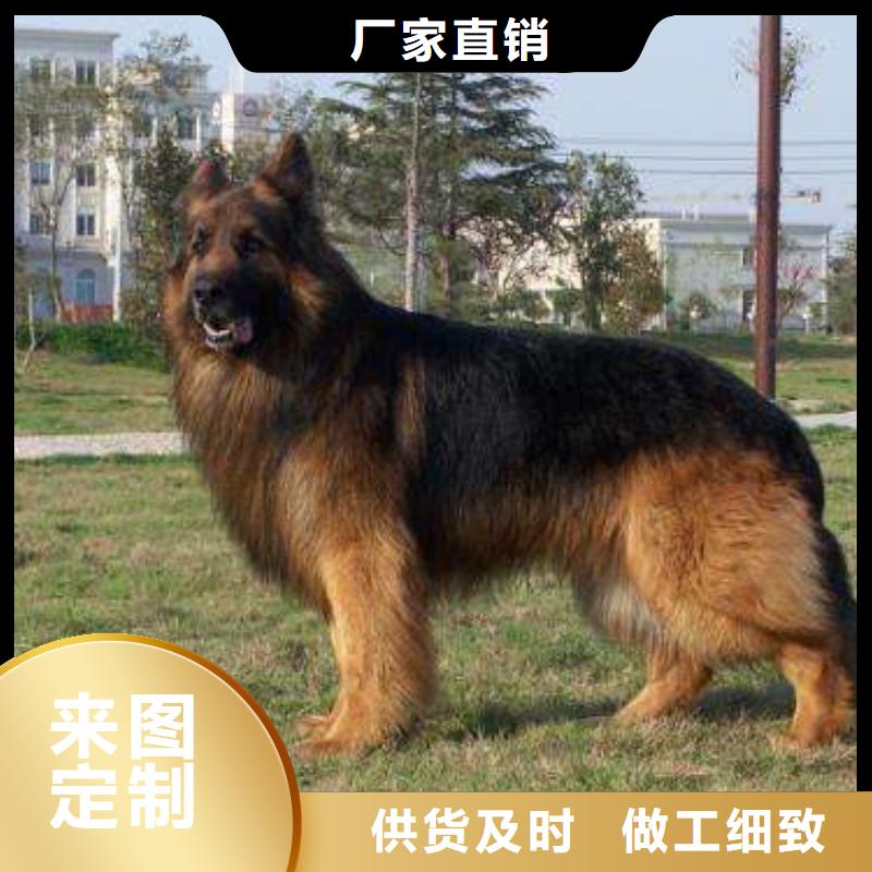 德国牧羊犬马犬厂家直销