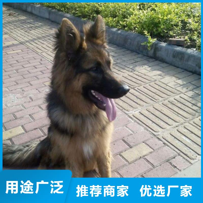 德国牧羊犬,杜宾犬按需设计