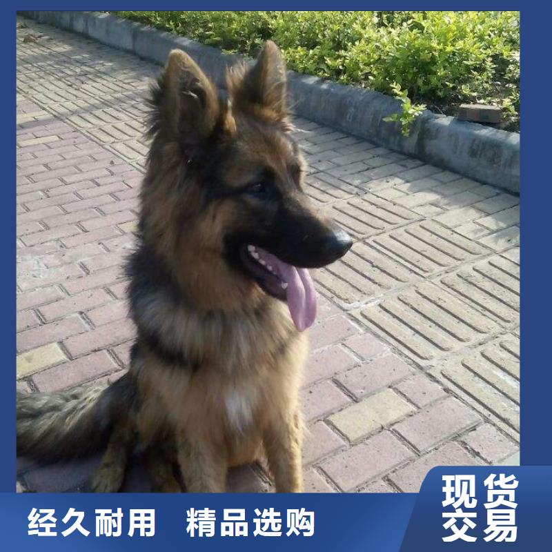 德国牧羊犬_【马犬】实拍展现