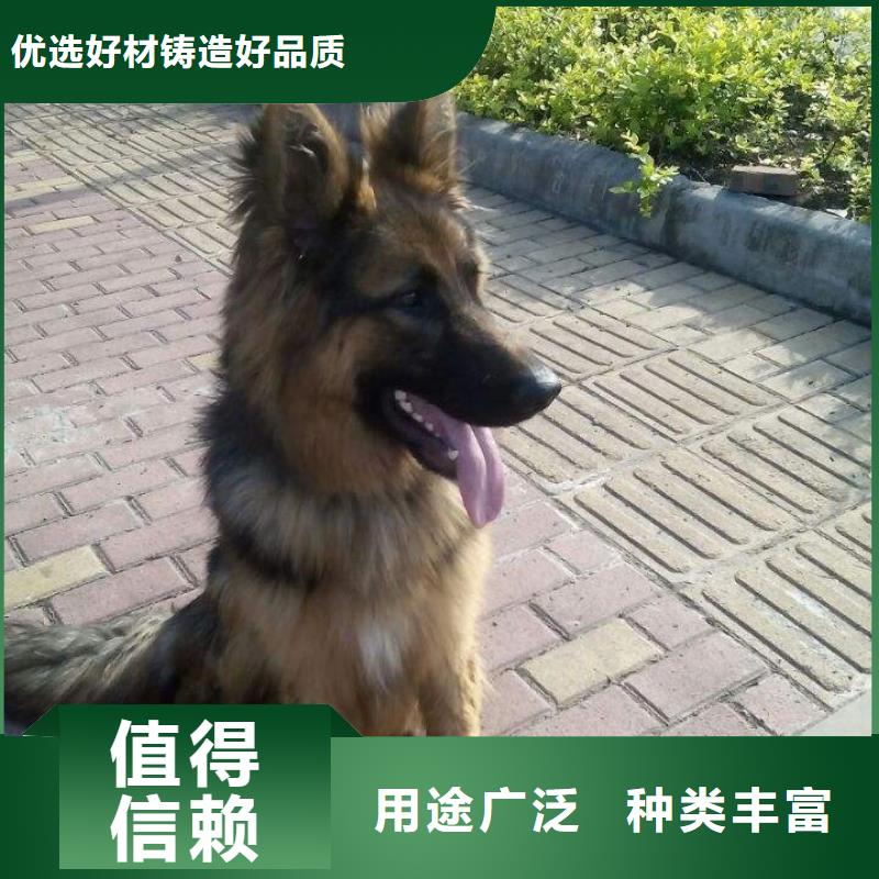 德国牧羊犬_德牧犬性价比高