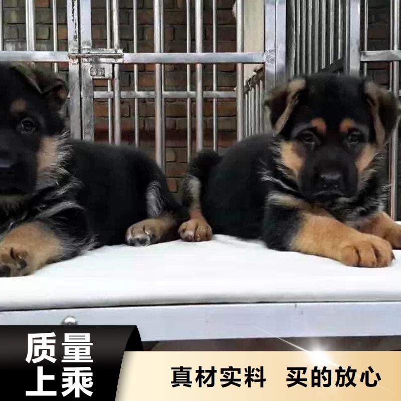 德国牧羊犬马犬厂家直销