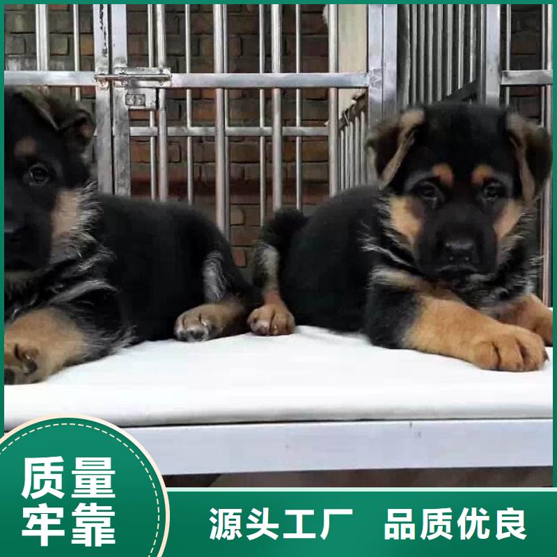 德国牧羊犬,杜宾犬按需设计