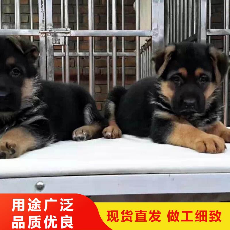 德国牧羊犬杜高犬支持加工定制