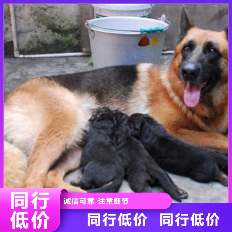德国牧羊犬,杜宾犬按需设计