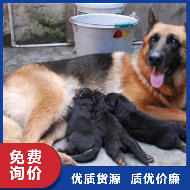 德国牧羊犬,杜宾犬按需设计