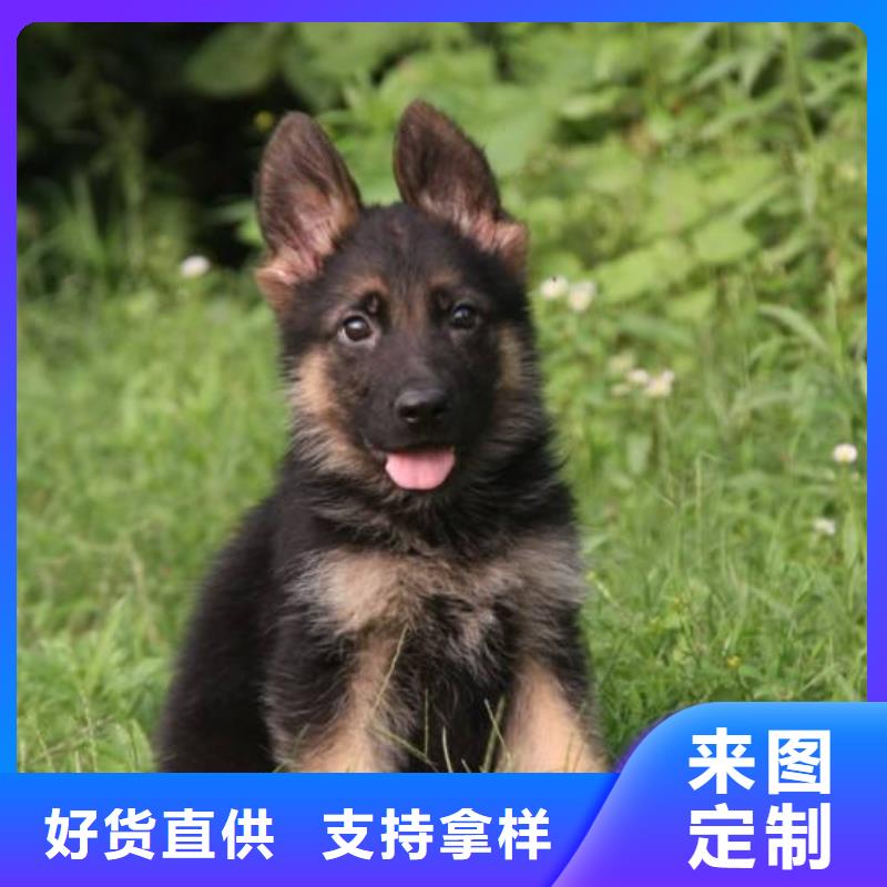 德国牧羊犬,杜宾犬按需设计