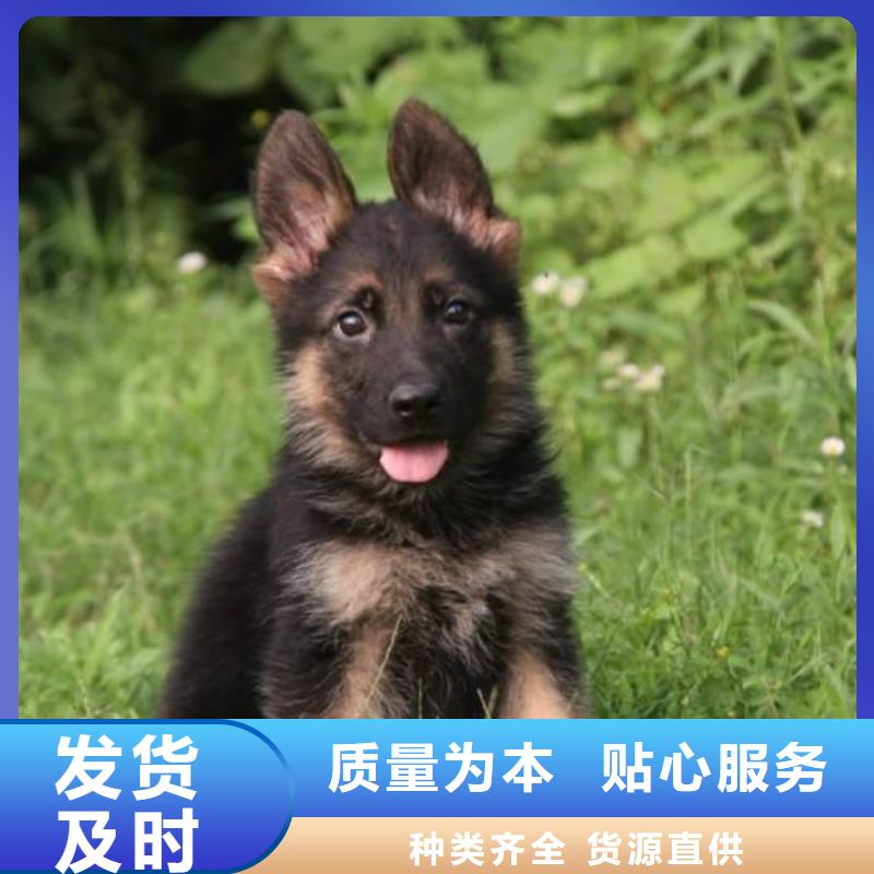 德国牧羊犬马犬厂家直销