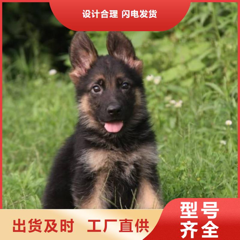 德国牧羊犬杜高犬支持加工定制