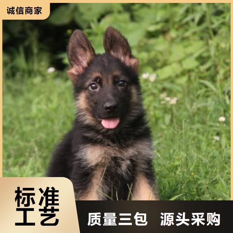 德国牧羊犬_【马犬】实拍展现