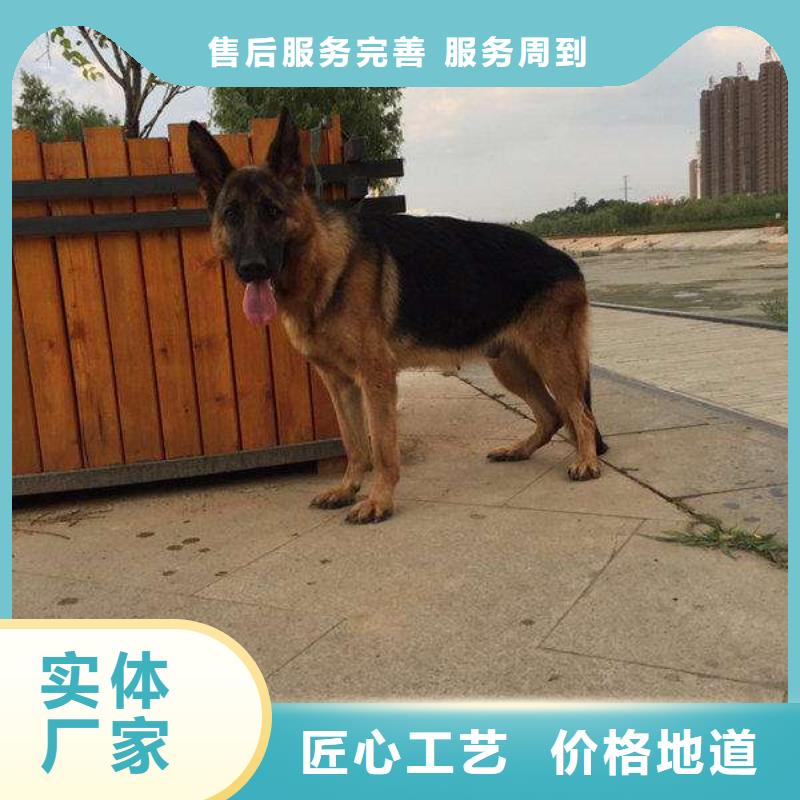 德国牧羊犬马犬厂家直销