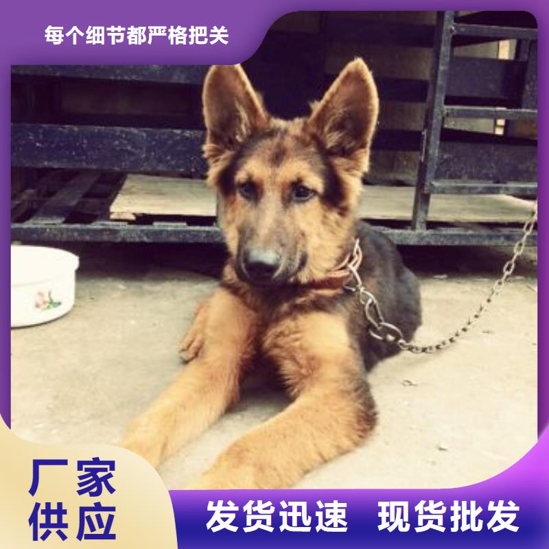 德国牧羊犬,杜宾犬按需设计