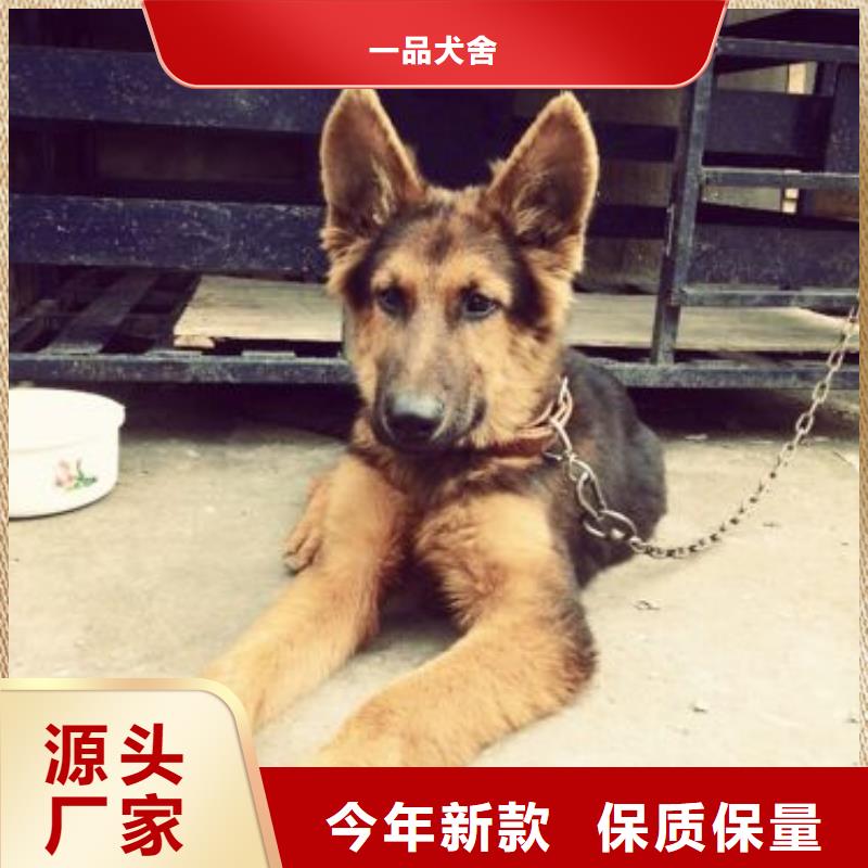 德国牧羊犬马犬厂家直销