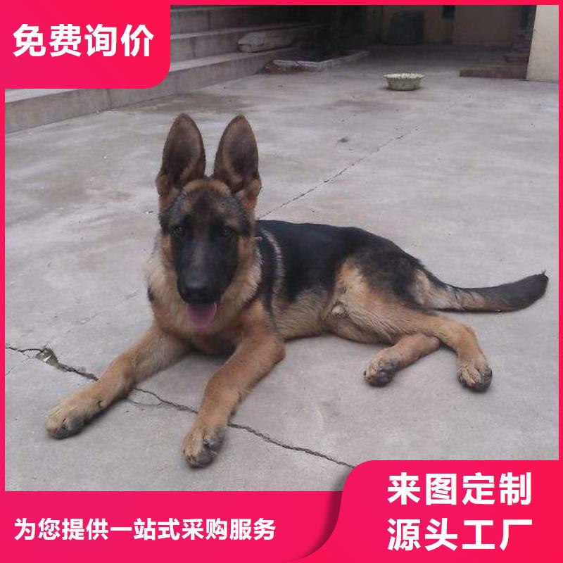 德国牧羊犬杜高犬支持加工定制