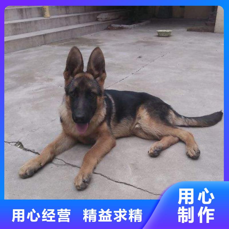 德国牧羊犬,杜宾犬按需设计