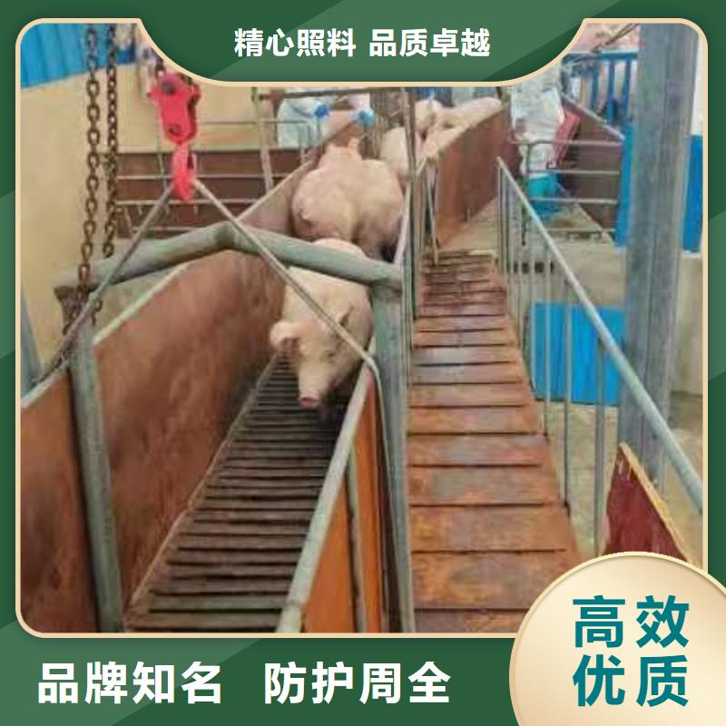 宿迁市沭阳到高栏车肥猪运输路线优化