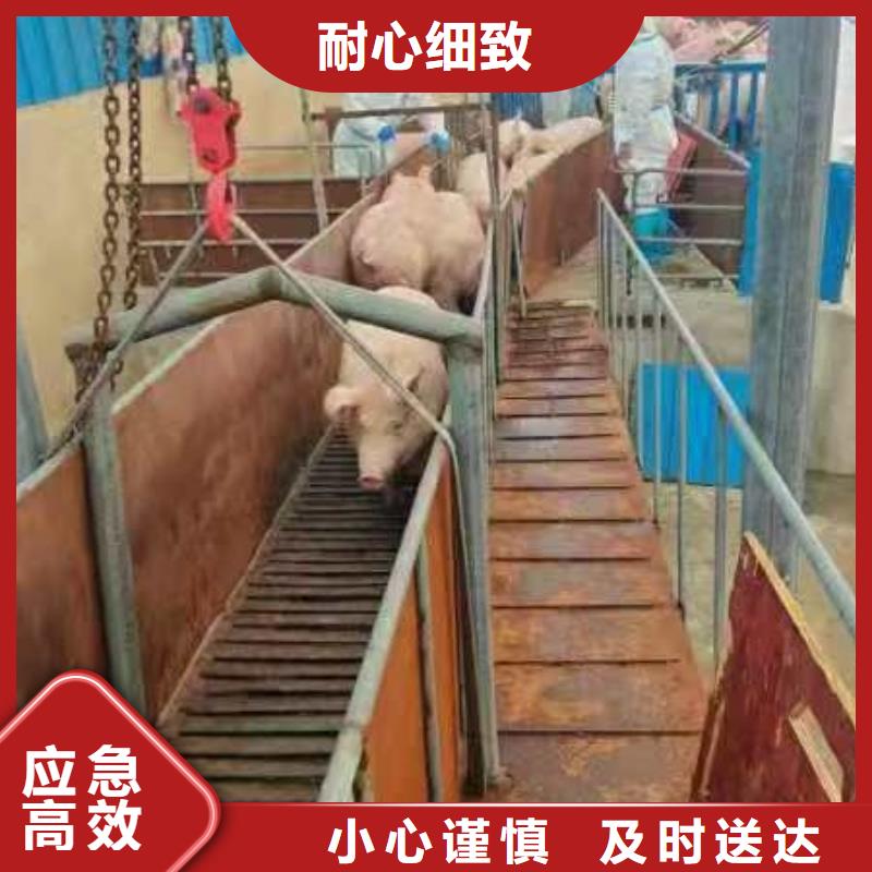 聊城到生猪物流保障有力
