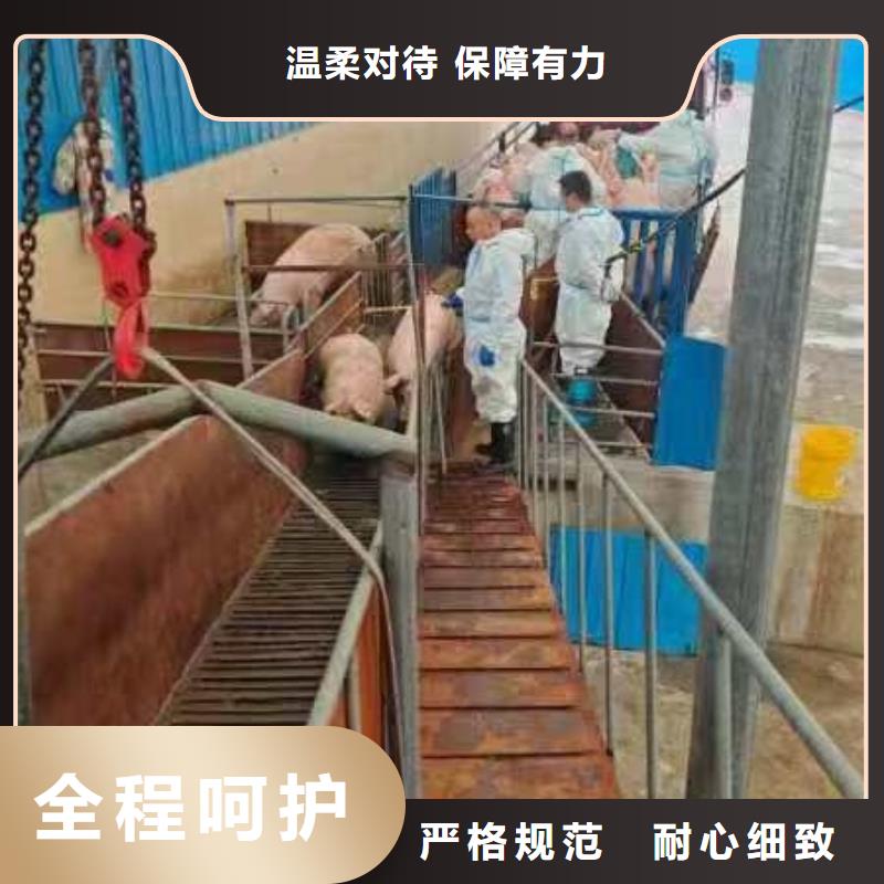 宿迁泗洪到猪牛羊运输