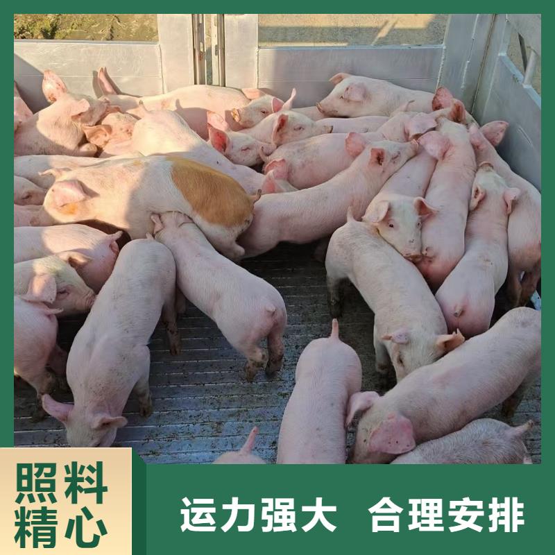 宿迁市泗阳到农牧物流快捷准时