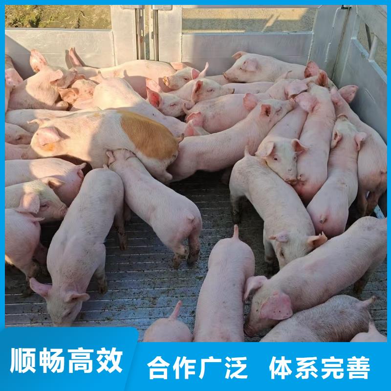 泗阳县到散装料专用车保障