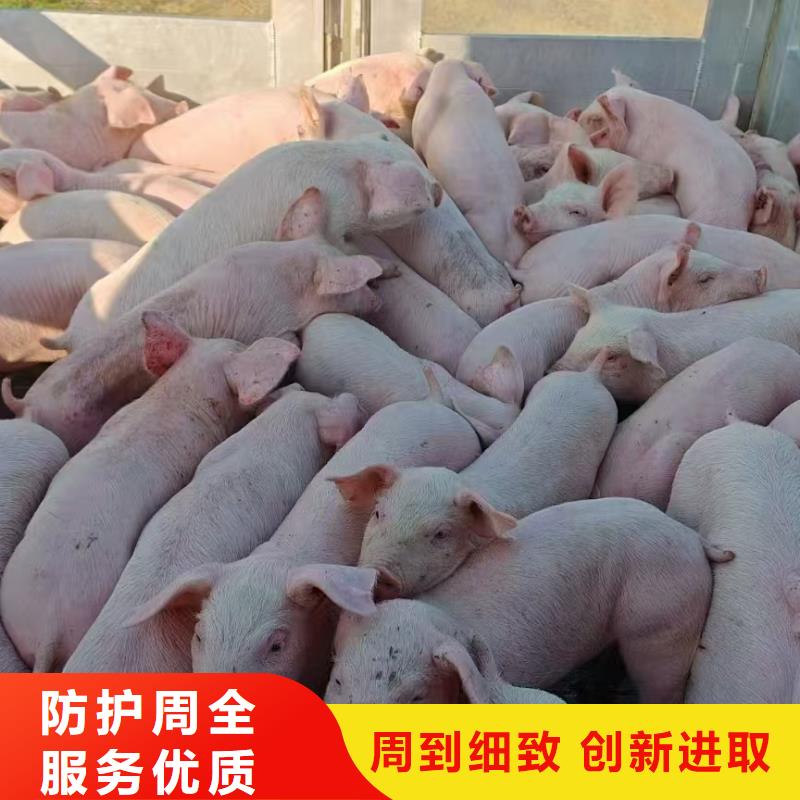 泗阳县到散装料专用车保障