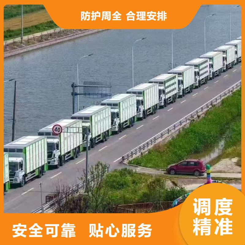 聊城到生猪物流保障有力